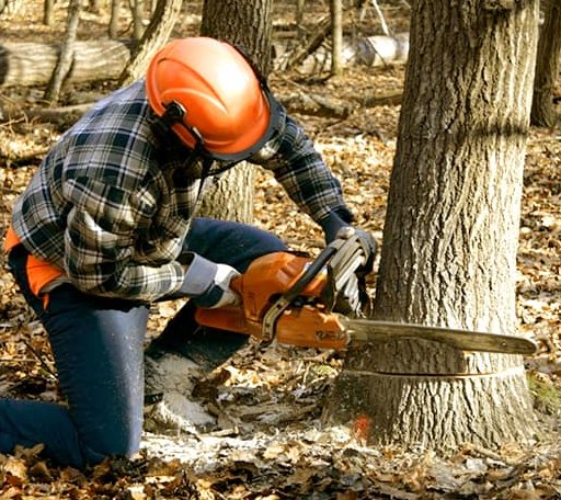 Tree Removal in Eastport, MI